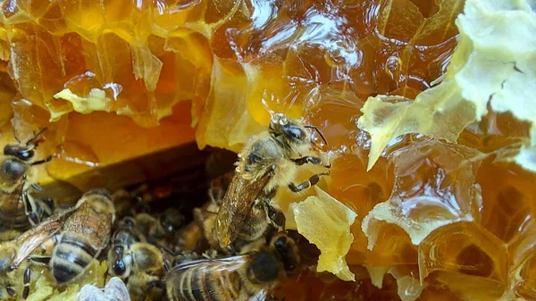 Abejas Panal Macro Shot Enfoque Selectivo — Foto de Stock