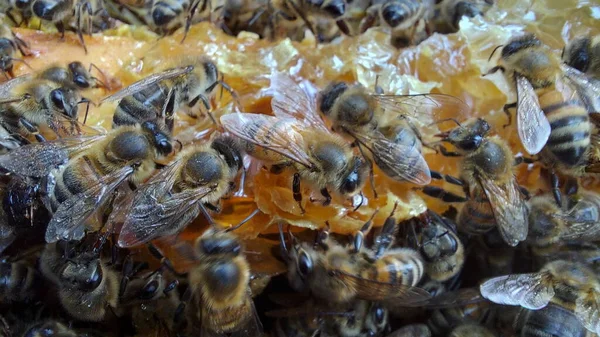 Abejas Panal Macro Shot Enfoque Selectivo — Foto de Stock