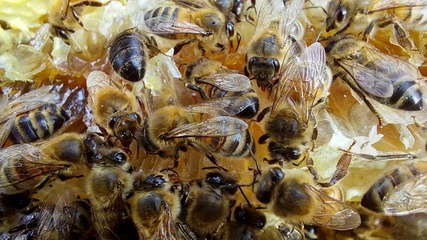 Пчелы Сотах Макро Выстрел Избирательная Концентрация — стоковое фото