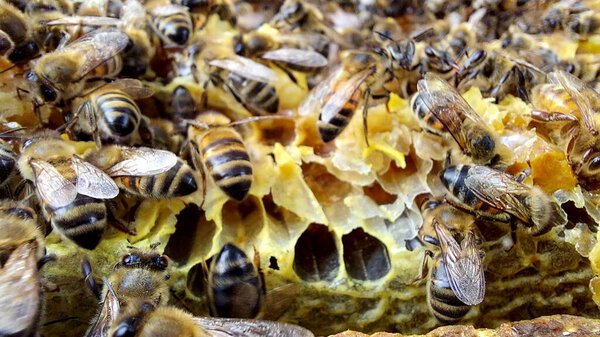 Bees in honeycomb, Macro shot, selective focus