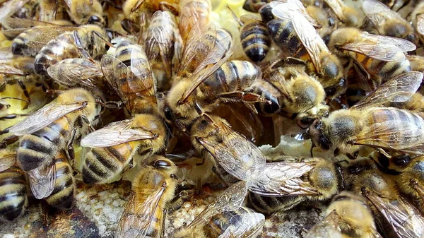 Bal Peteğindeki Arılar Makro Çekim Seçici Odaklanma — Stok fotoğraf