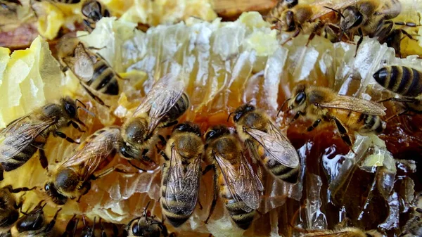 Abejas Panal Macro Shot Enfoque Selectivo —  Fotos de Stock