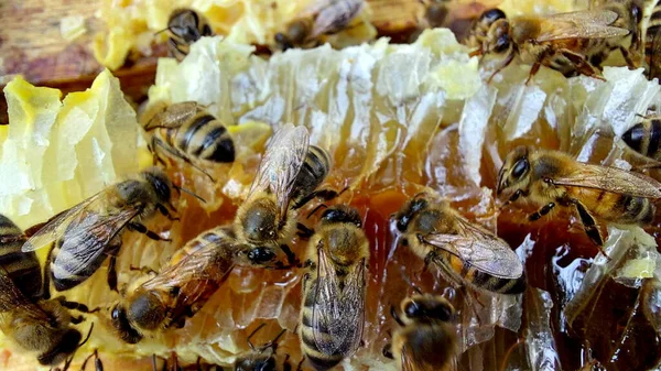 Abejas Panal Macro Shot Enfoque Selectivo — Foto de Stock