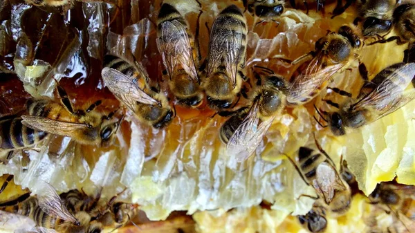 Бджоли Медовому Комбінаті Постріл Макросів Вибірковий Фокус — стокове фото