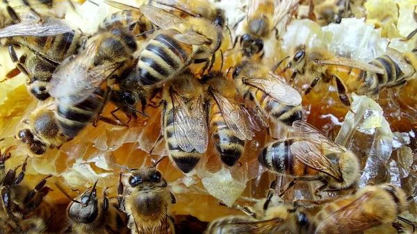 Bin Bikaka Makroskott Selektivt Fokus — Stockfoto