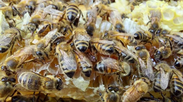 ミツバチ マクロショット 選択的フォーカス — ストック写真