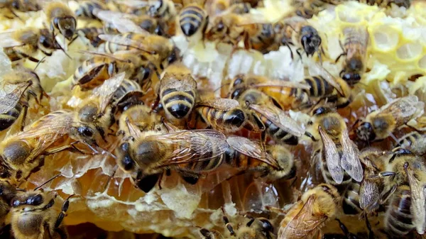 Bienen Der Wabe Makroaufnahme Selektiver Fokus — Stockfoto
