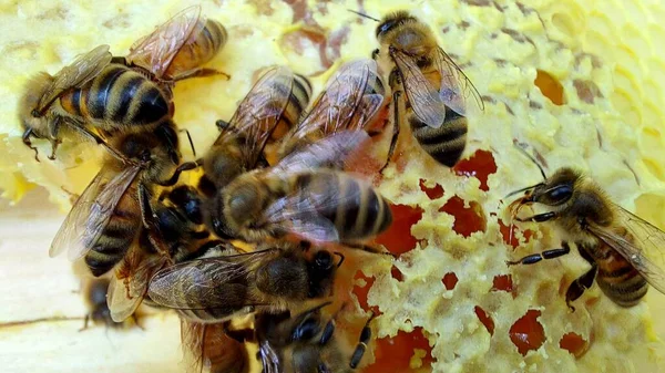 Bal Peteğindeki Arılar Makro Çekim Seçici Odaklanma — Stok fotoğraf