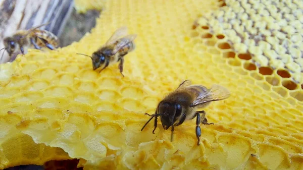 Bal Peteğindeki Arılar Makro Çekim Seçici Odaklanma — Stok fotoğraf