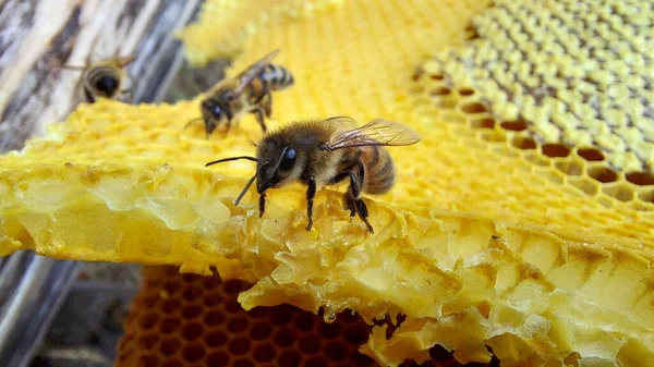 Včely Voštinách Makro Záběr Selektivní Zaměření — Stock fotografie