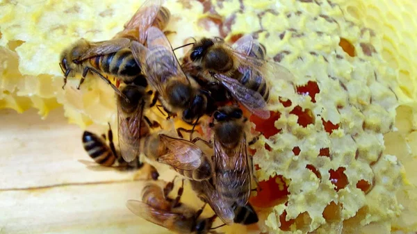 Bienen Der Wabe Makroaufnahme Selektiver Fokus — Stockfoto