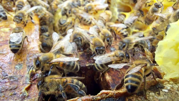 Pszczoły Plastrze Miodu Ujęcie Makro Ostrość Selektywna — Zdjęcie stockowe