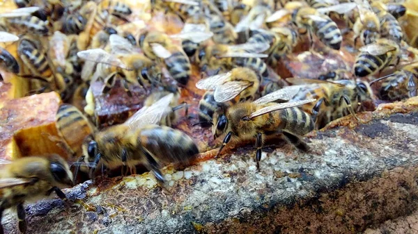 Пчелы Сотах Макро Выстрел Избирательная Концентрация — стоковое фото