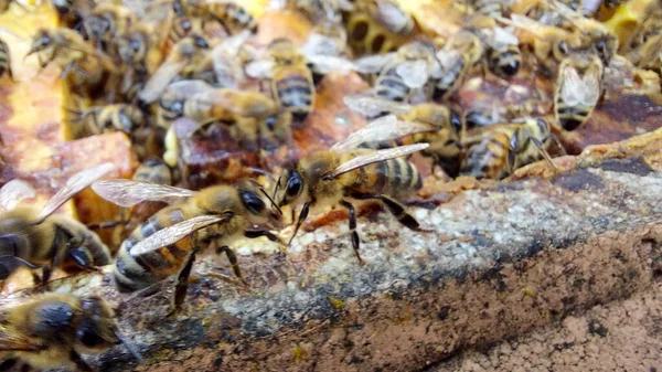 Bal Peteğindeki Arılar Makro Çekim Seçici Odaklanma — Stok fotoğraf