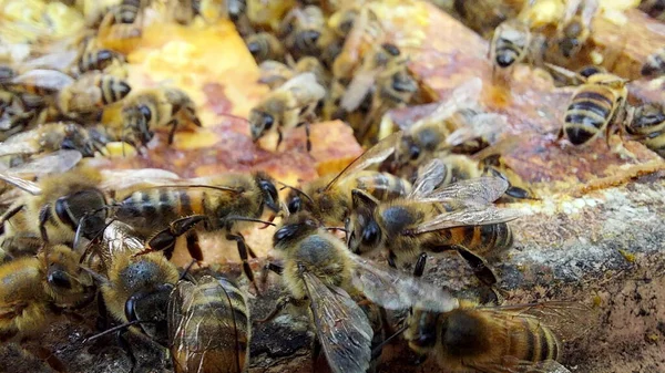 Bienen Der Wabe Makroaufnahme Selektiver Fokus — Stockfoto