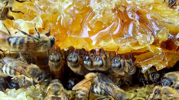 Bienen Der Wabe Makroaufnahme Selektiver Fokus lizenzfreie Stockbilder