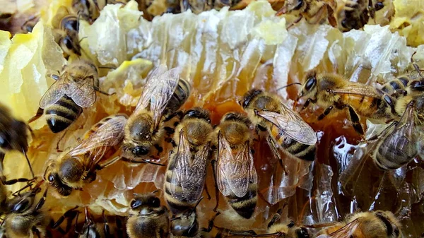 Bienen Der Wabe Makroaufnahme Selektiver Fokus Stockbild