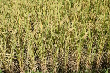 Tarlada çeltik pirinç