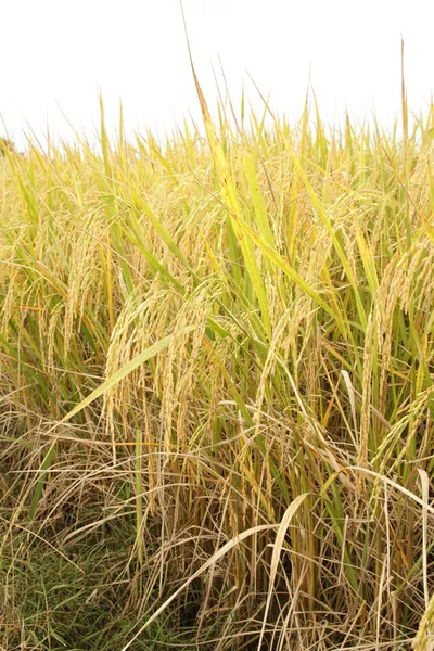 Campo de arroz paddy dourado pronto para a colheita . — Fotografia de Stock