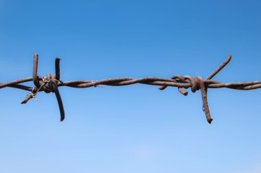 Champ de maïs à la récolte