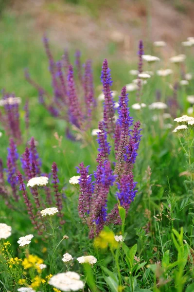 Purple sage Prado. —  Fotos de Stock