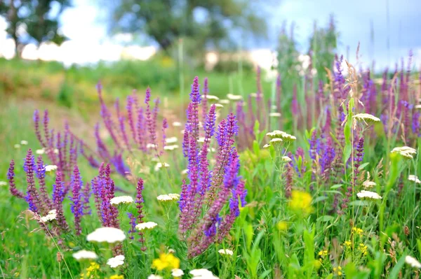 Lila salvia blommor på ängen . — Stockfoto