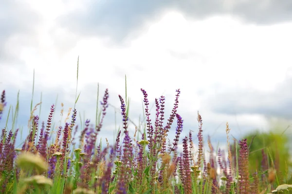 Lila salvia blommor på ängen mot himlen. — Stockfoto