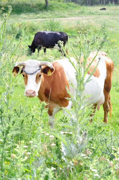 Spotted cow in meadow. — Stock Photo, Image