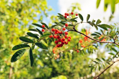 mountain ash mavi yaz gökyüzü arka plan üzerinde Şubesi.