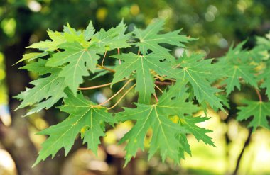 yeşil akçaağaç yaprağı dal.