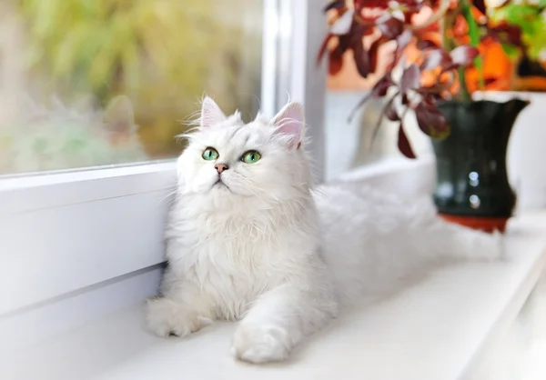 pencere kenarında yalan beyaz kedi.