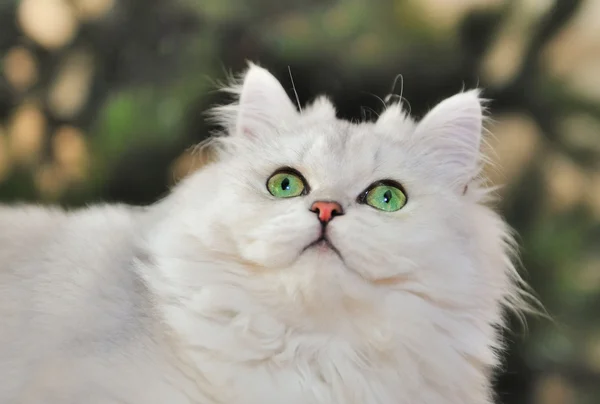 Portrait of green-eyed white cat looking up. — Stock Photo, Image