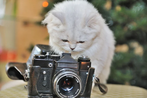 Gato blanco sentado en una silla, mira a la cámara . —  Fotos de Stock