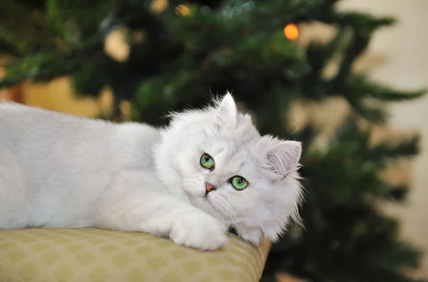 Gato blanco de ojos verdes acostado en otomana, mirando hacia arriba . —  Fotos de Stock