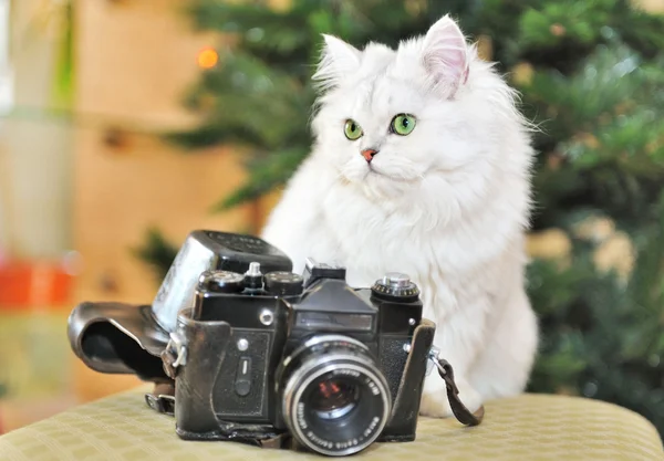カメラの隣で椅子に座っての白猫. — ストック写真