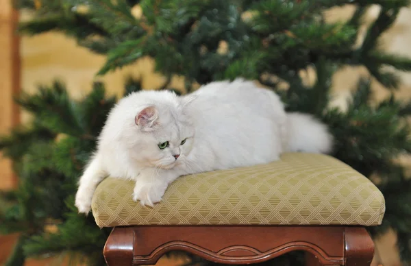 オットマンに横になっている緑色の目の白猫. — ストック写真