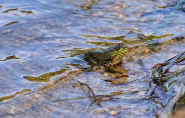 NET gölet kurbağa.