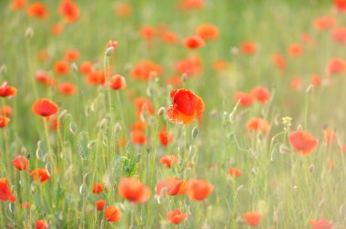bir alandaki kırmızı poppies arka planı.