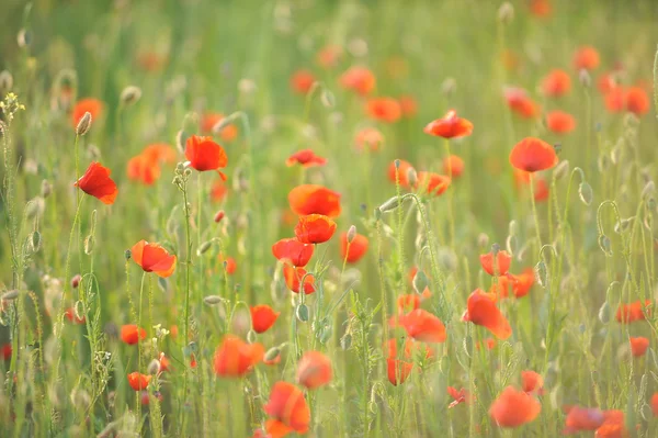 Rode papavers in het veld. — Stockfoto