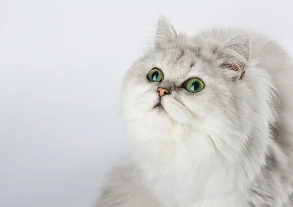 Gato branco com olhos verdes olhando para cima, retrato em um fundo claro . — Fotografia de Stock