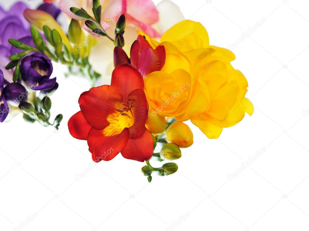 Sprig spring colorful freesia flowers isolated on white.
