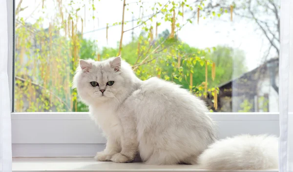 Karşı pencere kenarında oturan beyaz kedi. — Stok fotoğraf