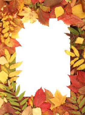 Colorful autumn frame