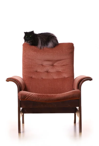在豪华扶手椅上的大肥猫 — 图库照片