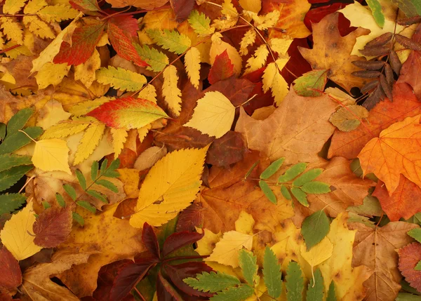 Colorful autumn background — Stock Photo, Image