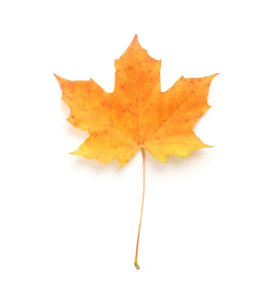 Maple leafe isolated on white — Stock Photo, Image