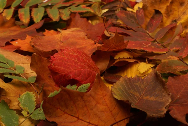 Barevné podzimní pozadí — Stock fotografie