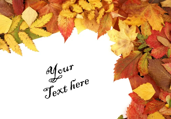 Colorful autumn frame — Stockfoto