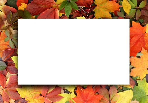 Színes őszi háttér — Stock Fotó