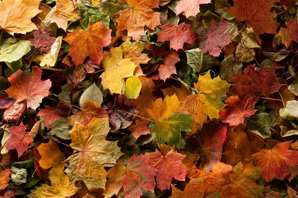 Fondo colorido de hojas de otoño caídas —  Fotos de Stock